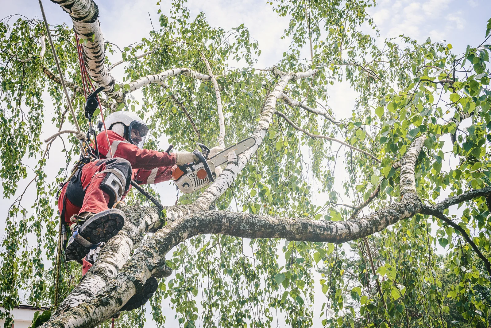 tree service near me in Deer Park